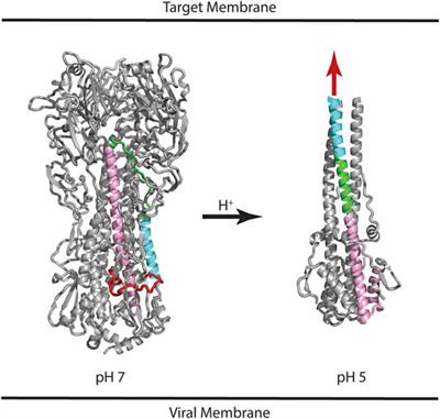 pH-Dependent Mechanisms of Influenza Infection Mediated by Hemagglutinin